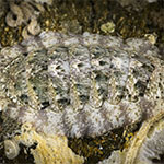 Chiton 10